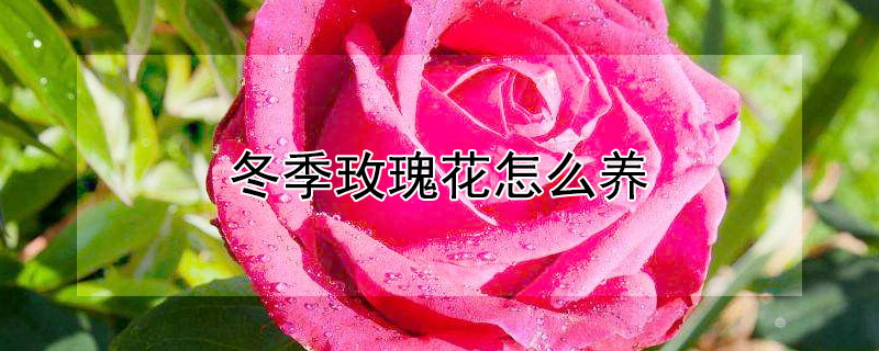 冬季玫瑰花怎么养（冬季的玫瑰花怎么养）