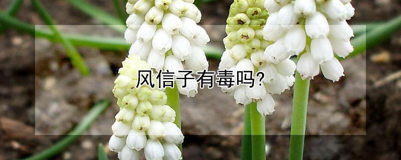 风信子有毒吗? 风信子有毒吗