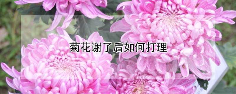 菊花谢了后如何打理（菊花开过后怎么打理）