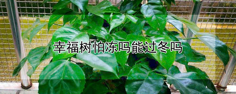 幸福树怕冻吗能过冬吗 幸福树冬天几度冻不死