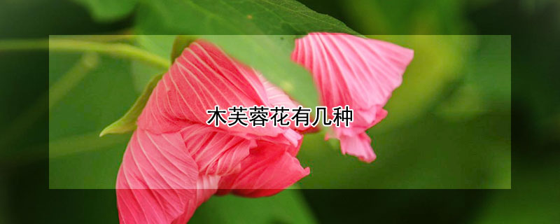 木芙蓉花有几种