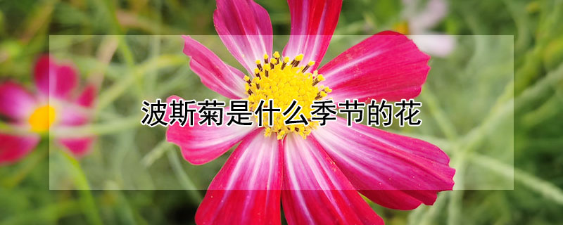 波斯菊是什么季节的花