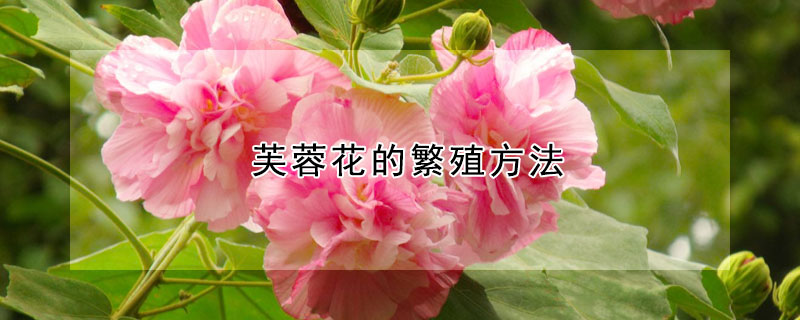 芙蓉花的繁殖方法