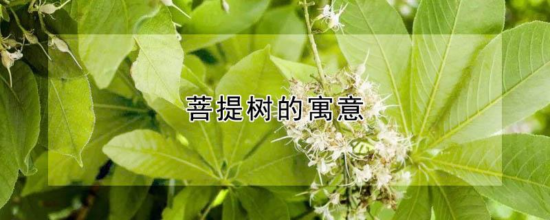 菩提树的寓意（菩提树的寓意和花语）