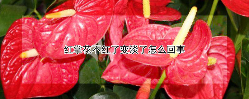 红掌花不红了变淡了怎么回事