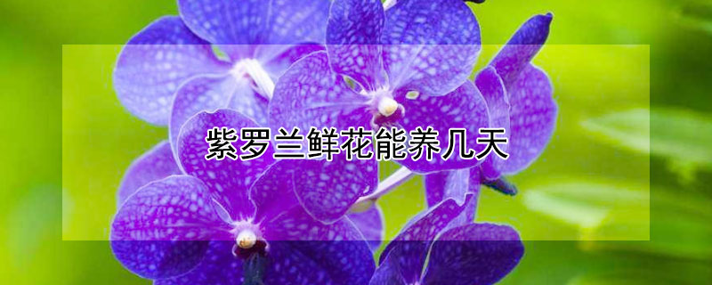 紫罗兰鲜花能养几天 紫罗兰养多久开花