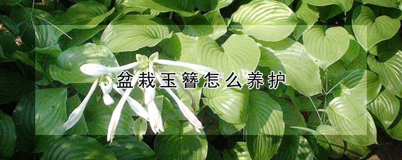 盆栽玉簪怎么养护（植物玉簪的养护方法）