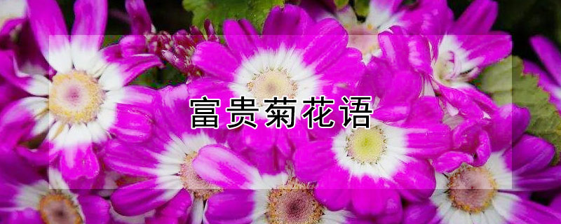 富贵菊花语 菊花语大全 寓意