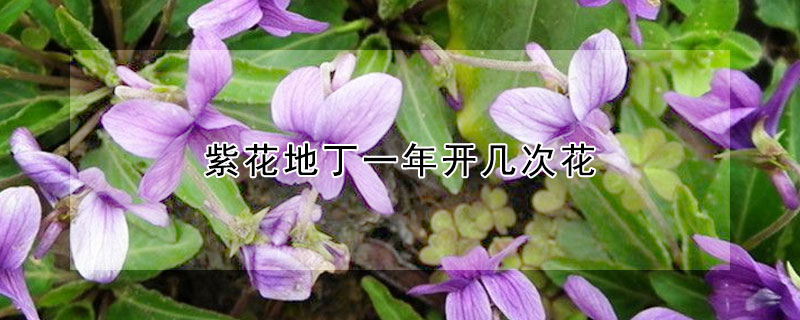 紫花地丁一年开几次花（紫花地丁生长期）
