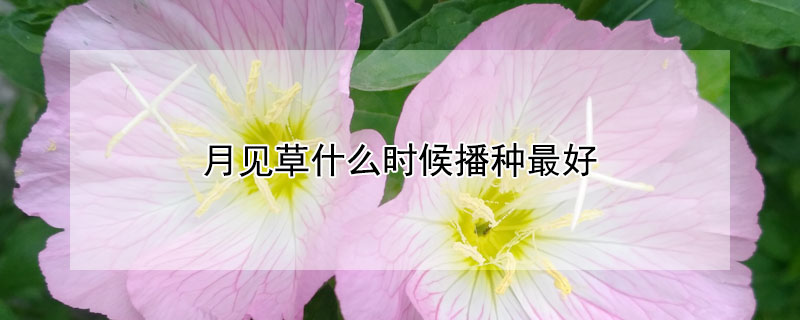 月见草什么时候播种最好