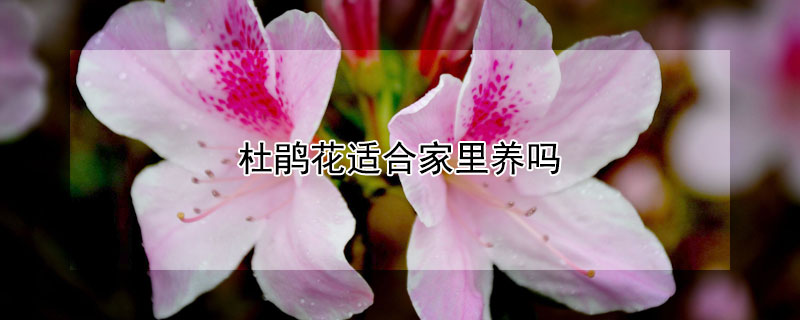 杜鹃花适合家里养吗