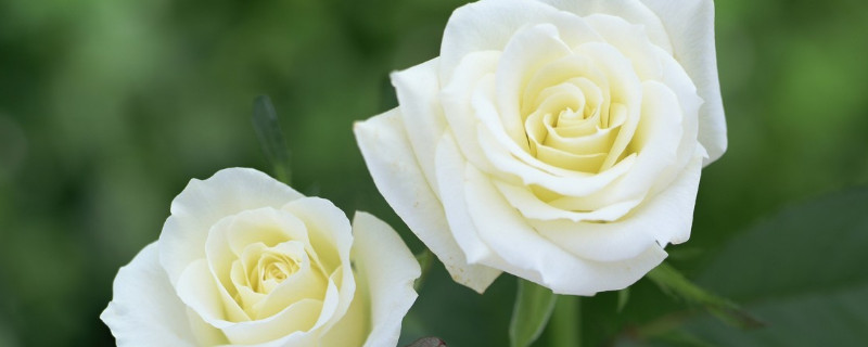 白色玫瑰代表什么（白色玫瑰代表什么象征意义）