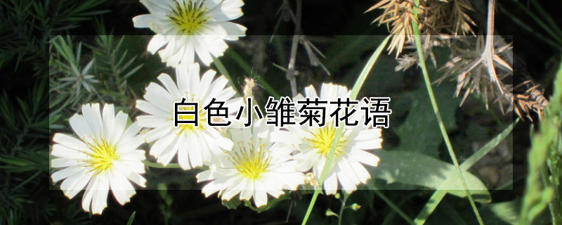 白色小雏菊花语