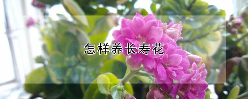 怎样养长寿花