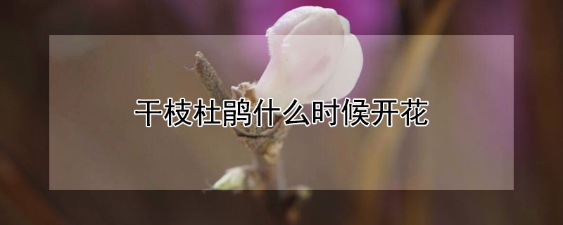 干枝杜鹃什么时候开花