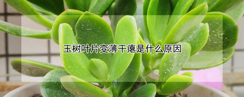 玉树叶片变薄干瘪是什么原因 玉树叶片变薄发软