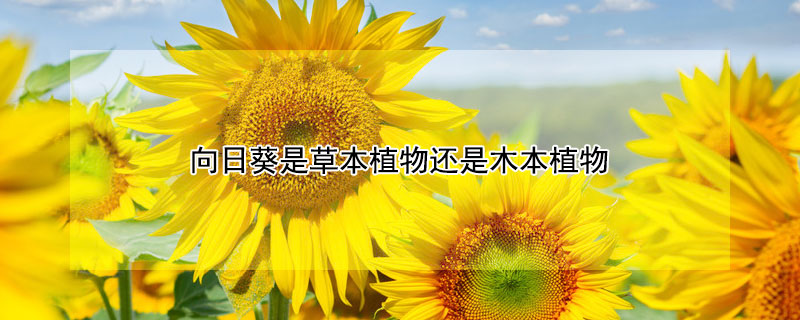 向日葵是草本植物还是木本植物 向日葵属于草本植物吗
