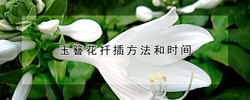 玉簪花扦插方法和时间 玉簪种植方法和时间