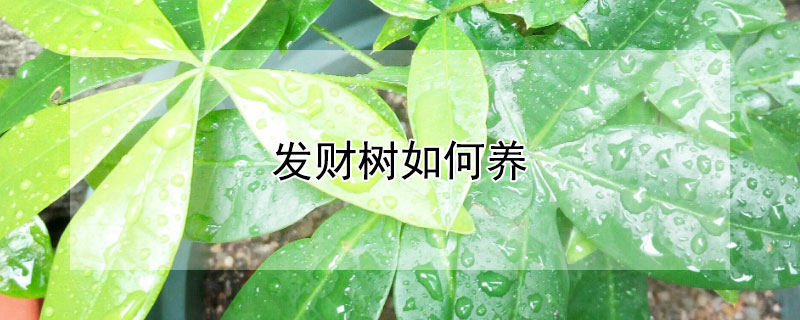 发财树如何养 发财树要怎么养才能枝叶茂盛