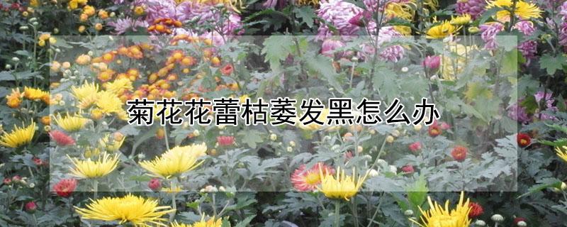 菊花花蕾枯萎发黑怎么办 菊花花苞发黑