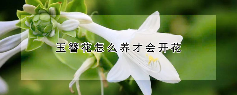 玉簪花怎么养才会开花 玉簪花养殖技巧