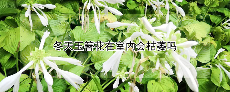 冬天玉簪花在室内会枯萎吗（花叶玉簪冬天会枯萎吗?）