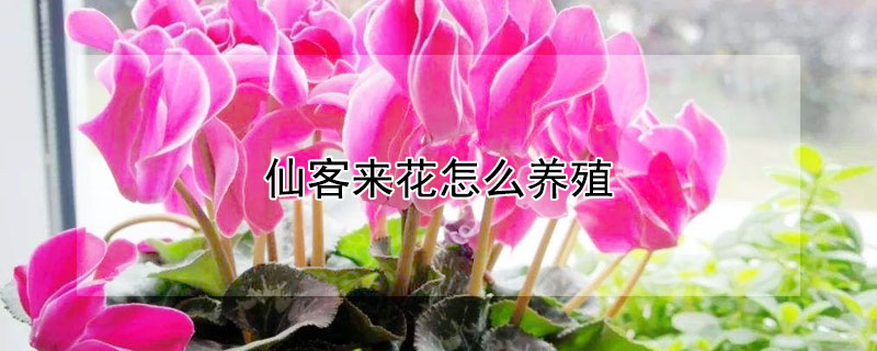 仙客来花怎么养殖