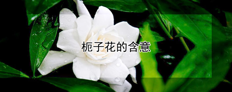 枙子花的含意（杮子花是什么）