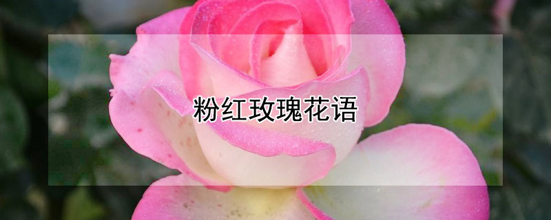 粉红玫瑰花语 粉红玫瑰花语是什么意思 寓意
