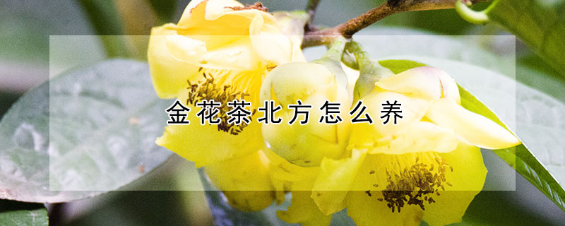 金花茶北方怎么养