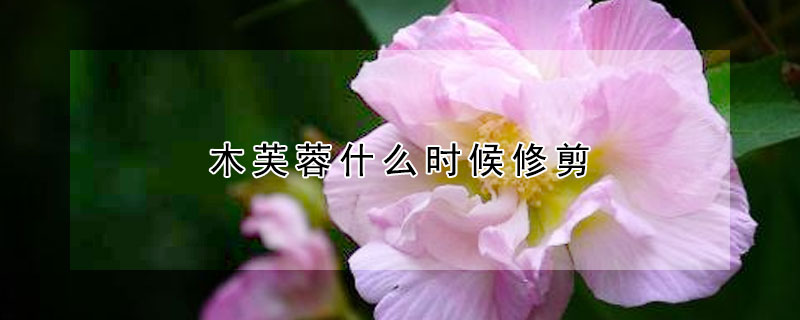 木芙蓉什么时候修剪（芙蓉树修剪什么时候）