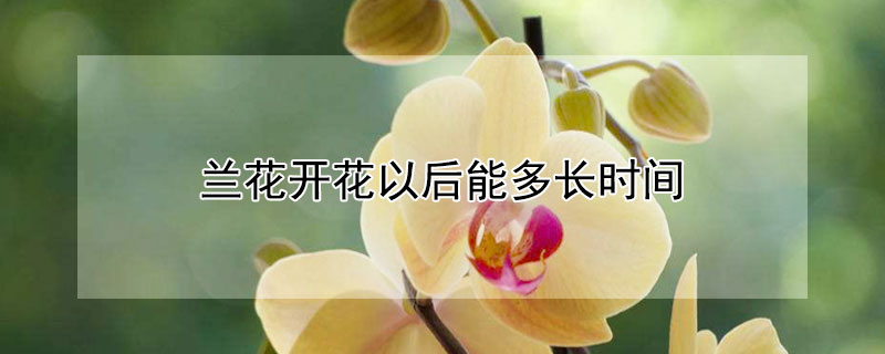 兰花开花以后能多长时间 兰花开花了时间多长