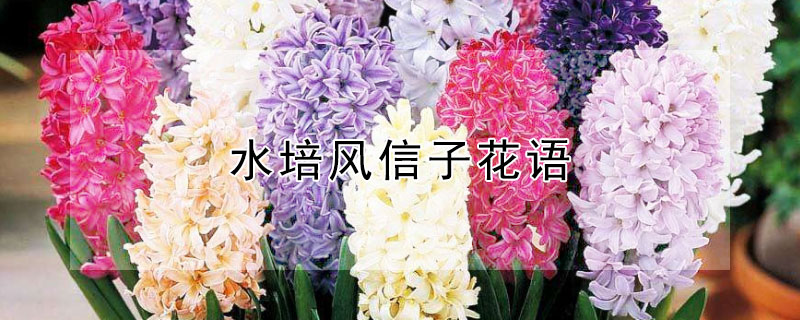 水培风信子花语 水培风信子的花语