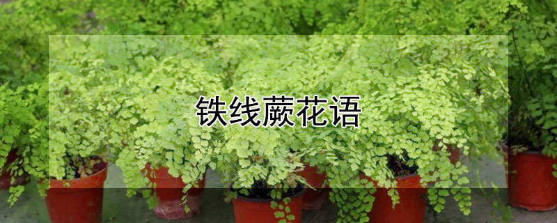 铁线蕨花语 铁线蕨花语是什么