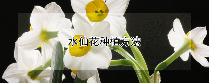 水仙花种植方法 水仙花种植方法和注意事项