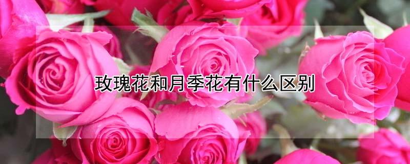 玫瑰花和月季花有什么区别