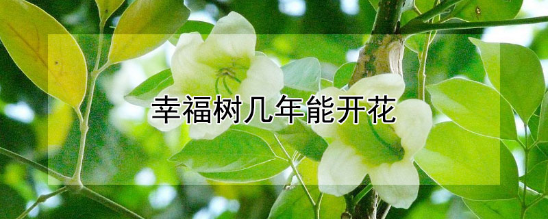 幸福树几年能开花