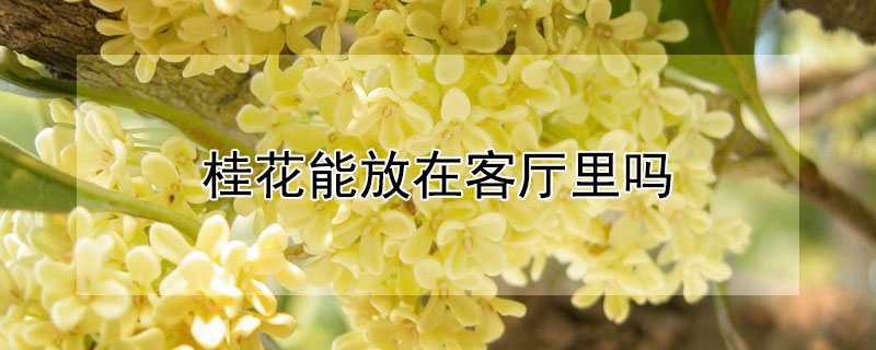 桂花能放在客厅里吗 桂花能放在卧室吗