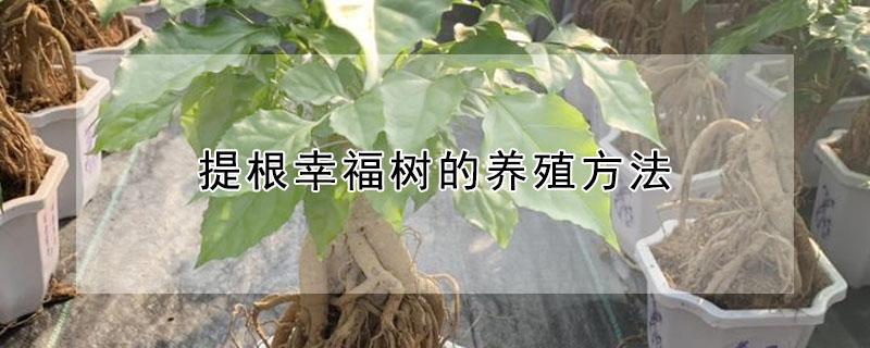 提根幸福树的养殖方法