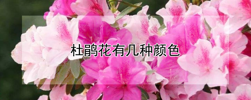 杜鹃花有几种颜色 杜鹃花有几种颜色分别是哪几种