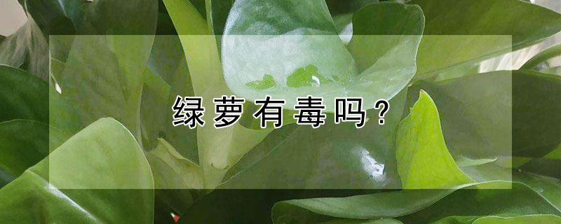 绿萝有毒吗?