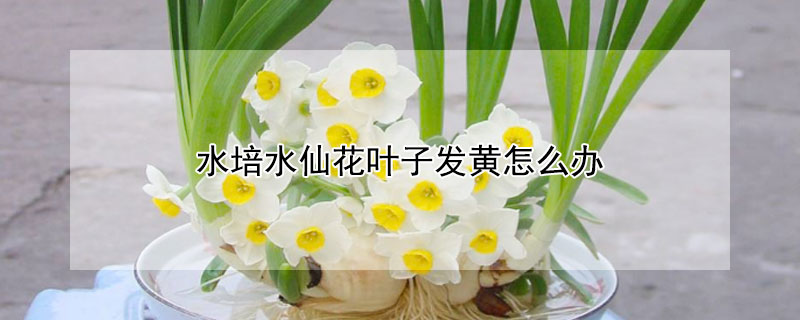 水培水仙花叶子发黄怎么办 土培水仙花叶子发黄