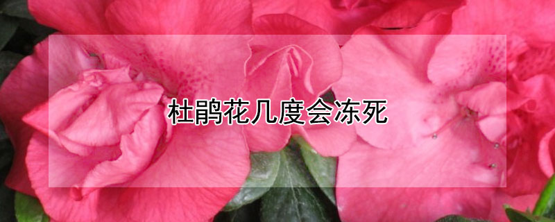 杜鹃花几度会冻死（杜鹃花零度会冻死吗）