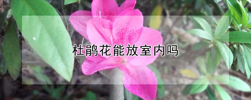 杜鹃花能放室内吗（杜鹃花不能放室内吗）