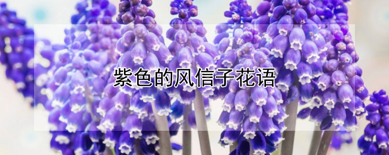 紫色的风信子花语（淡紫色的风信子花语）