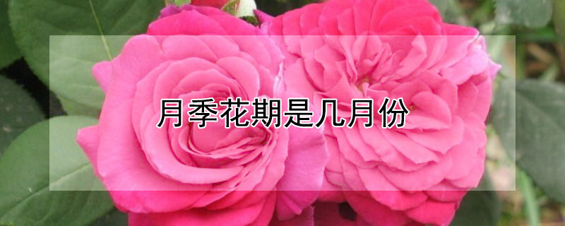 月季花期是几月份 月季花期是什么时候