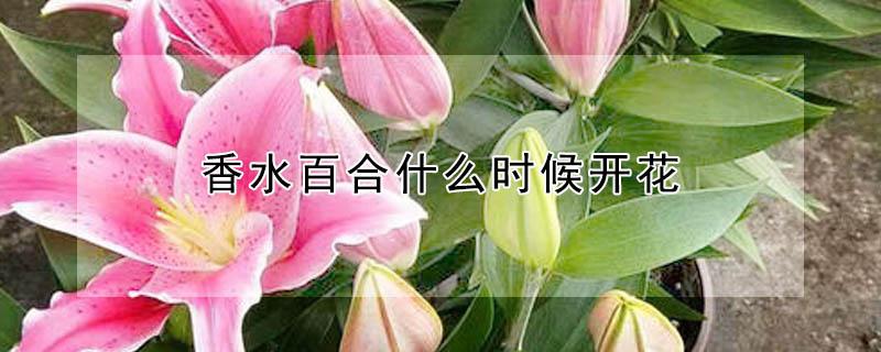 香水百合什么时候开花（香水百合一般几月份开花）