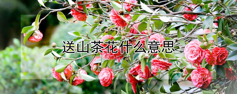 送山茶花什么意思（山茶花啥意思）