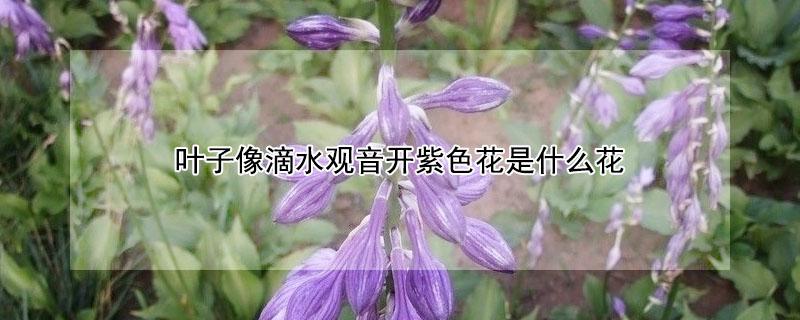 叶子像滴水观音开紫色花是什么花 滴水观音开的花是什么颜色