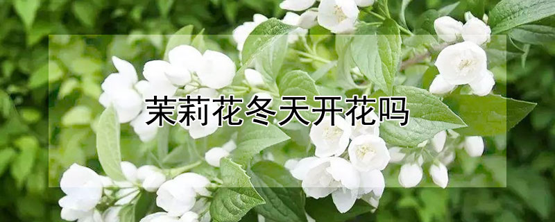 茉莉花冬天开花吗（茉莉花冬天开花好吗）